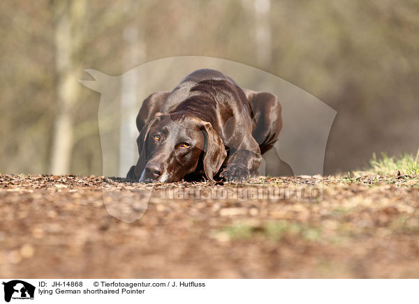 lying German shorthaired Pointer / JH-14868