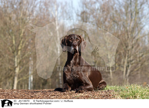 lying German shorthaired Pointer / JH-14870
