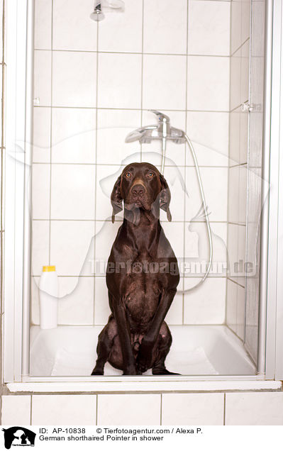 Deutsch Kurzhaar in der Dusche / German shorthaired Pointer in shower / AP-10838