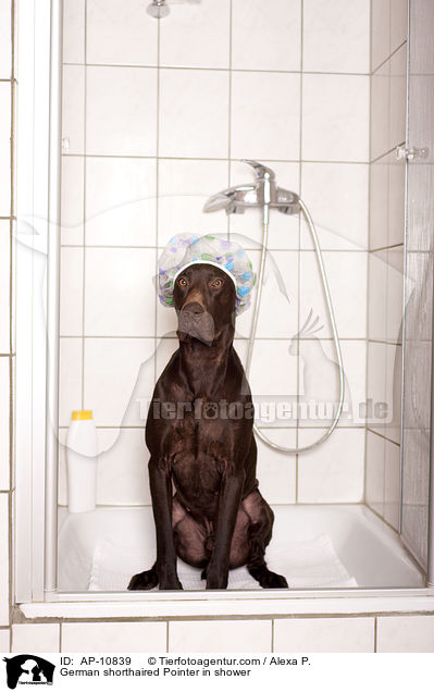 German shorthaired Pointer in shower / AP-10839