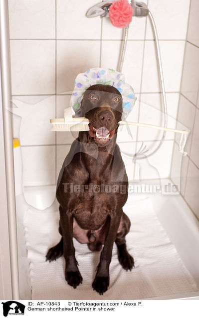 German shorthaired Pointer in shower / AP-10843