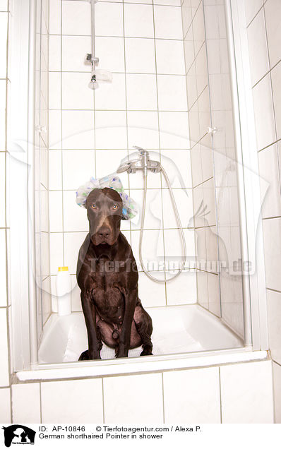 Deutsch Kurzhaar in der Dusche / German shorthaired Pointer in shower / AP-10846