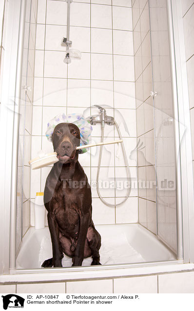 German shorthaired Pointer in shower / AP-10847