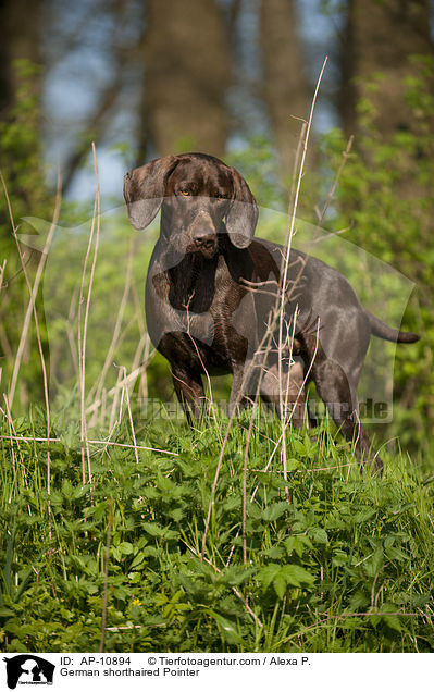 German shorthaired Pointer / AP-10894