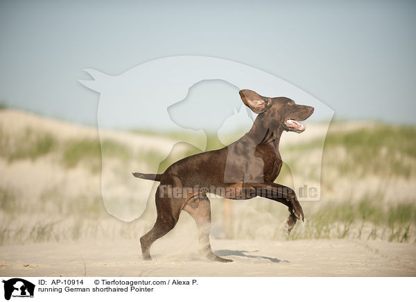 running German shorthaired Pointer / AP-10914