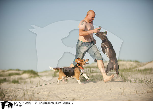 2 dogs / AP-10916