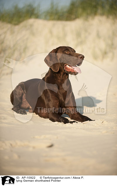 lying German shorthaired Pointer / AP-10922