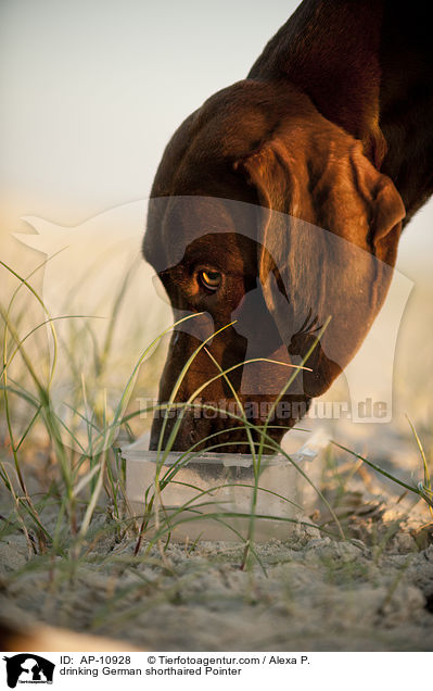 drinking German shorthaired Pointer / AP-10928
