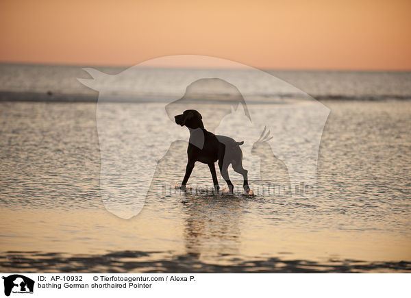 bathing German shorthaired Pointer / AP-10932