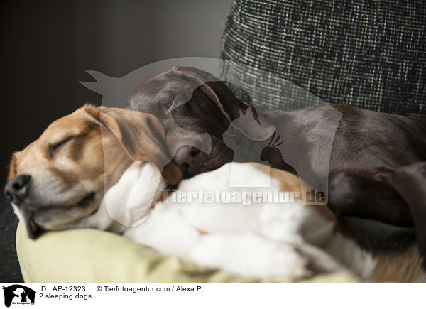 2 sleeping dogs / AP-12323