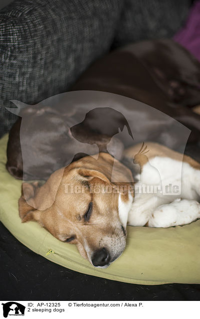 2 sleeping dogs / AP-12325