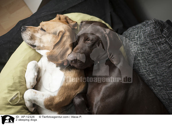 2 sleeping dogs / AP-12326