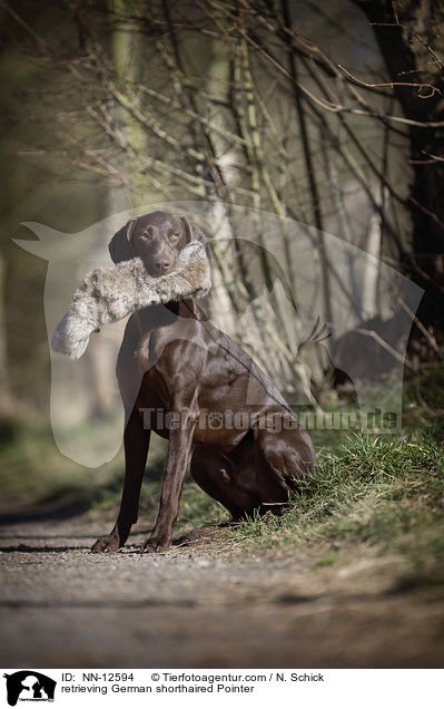 retrieving German shorthaired Pointer / NN-12594