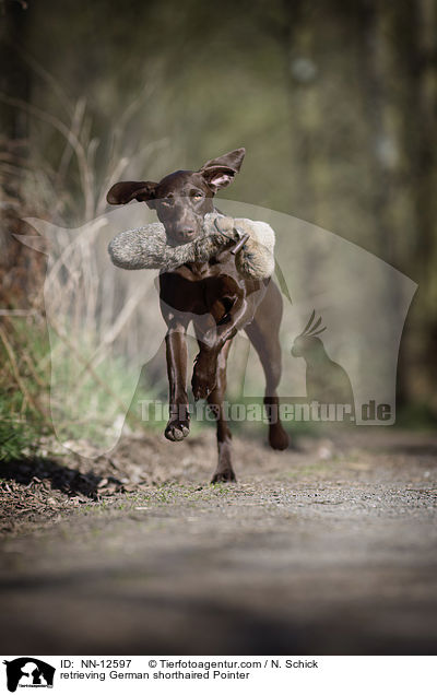 retrieving German shorthaired Pointer / NN-12597