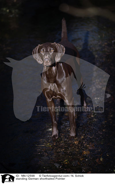 standing German shorthaired Pointer / NN-12598
