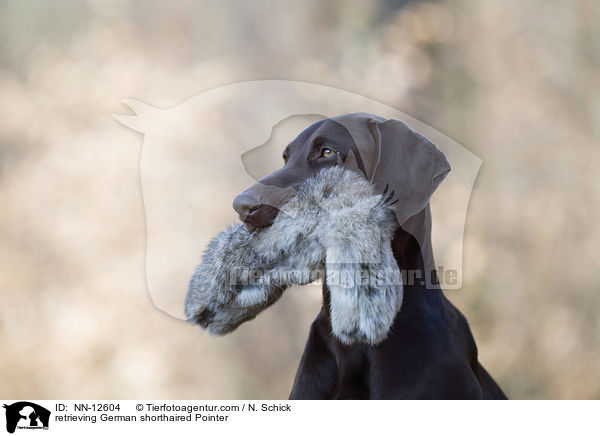 retrieving German shorthaired Pointer / NN-12604