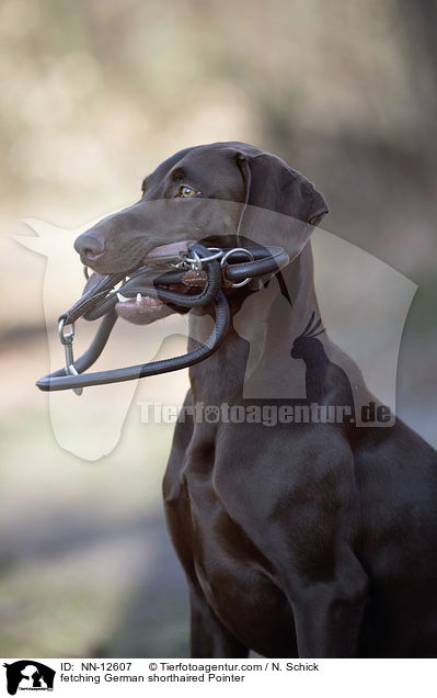 fetching German shorthaired Pointer / NN-12607