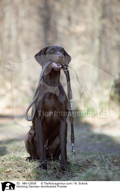 fetching German shorthaired Pointer / NN-12608