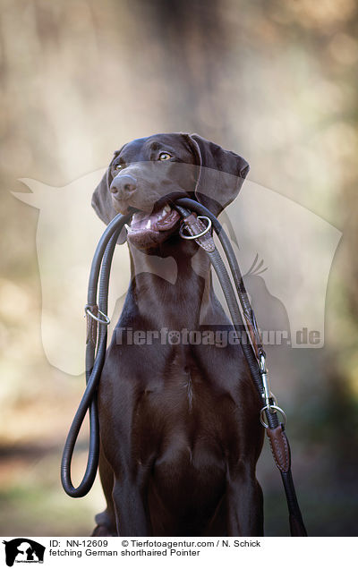 fetching German shorthaired Pointer / NN-12609