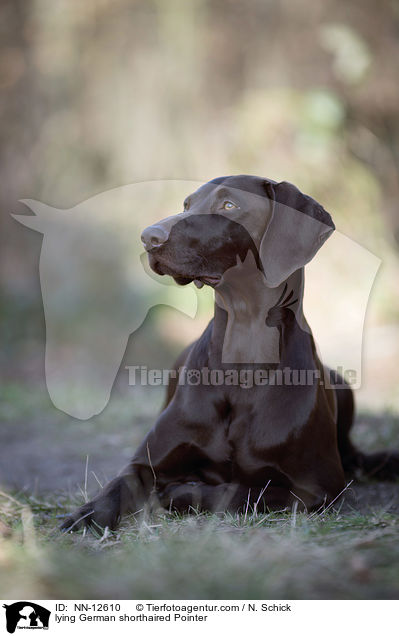 lying German shorthaired Pointer / NN-12610