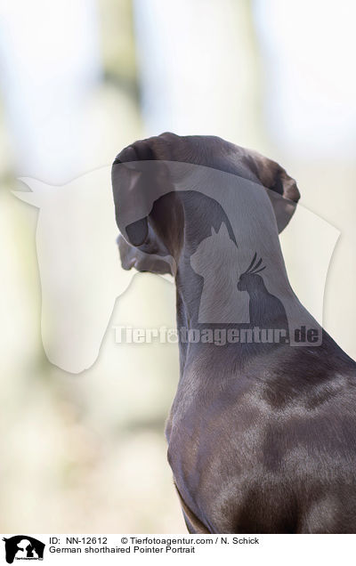 German shorthaired Pointer Portrait / NN-12612