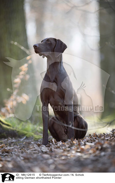 sitting German shorthaired Pointer / NN-12615
