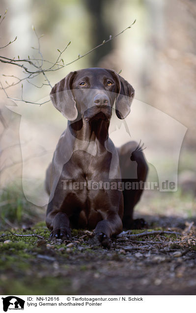lying German shorthaired Pointer / NN-12616