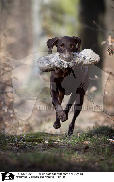 retrieving German shorthaired Pointer / NN-12618