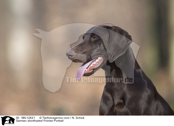 German shorthaired Pointer Portrait / NN-12621