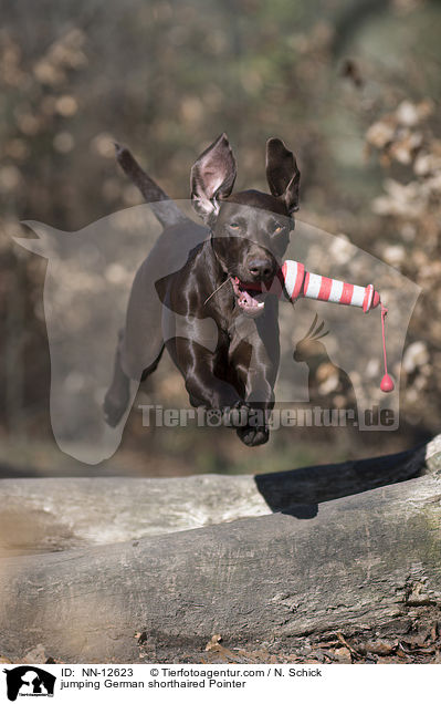 jumping German shorthaired Pointer / NN-12623