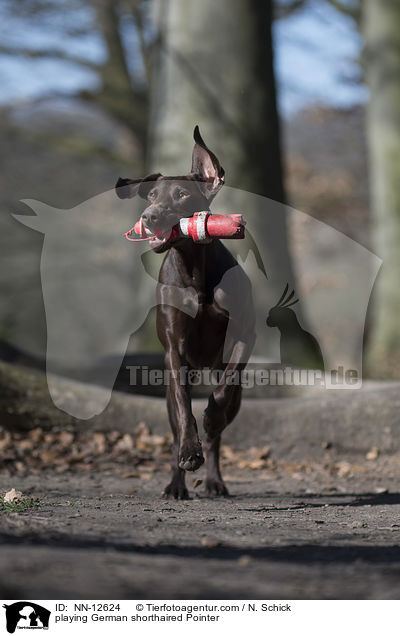 playing German shorthaired Pointer / NN-12624