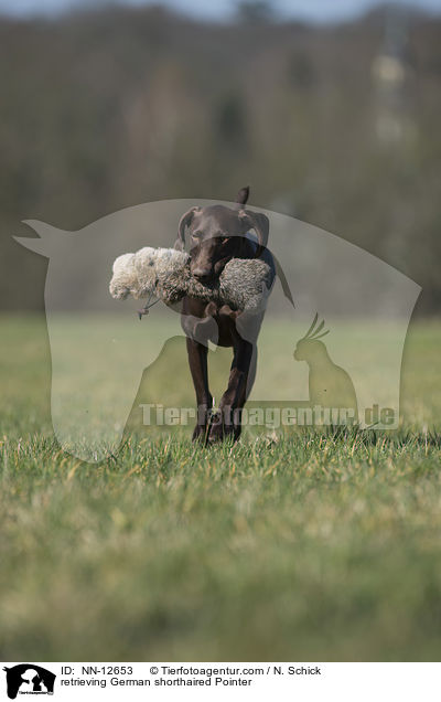 retrieving German shorthaired Pointer / NN-12653