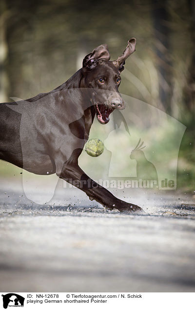 playing German shorthaired Pointer / NN-12678
