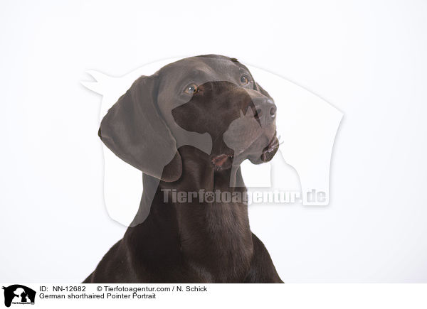 German shorthaired Pointer Portrait / NN-12682