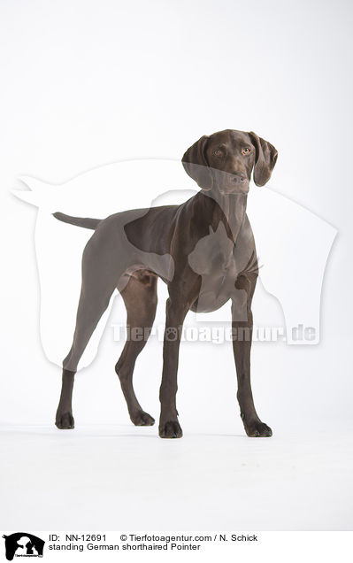 standing German shorthaired Pointer / NN-12691