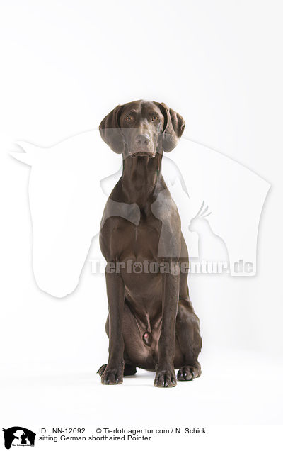 sitting German shorthaired Pointer / NN-12692