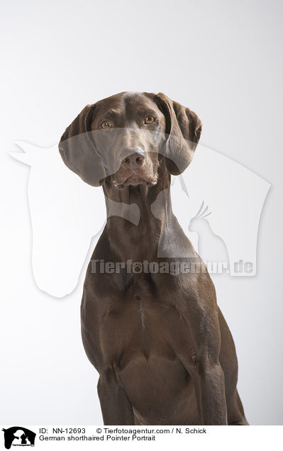 German shorthaired Pointer Portrait / NN-12693