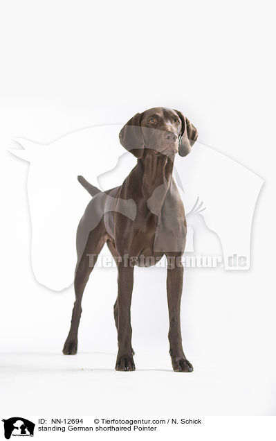 standing German shorthaired Pointer / NN-12694