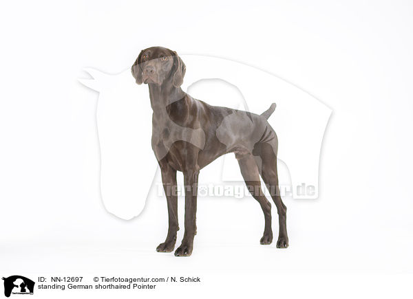 standing German shorthaired Pointer / NN-12697