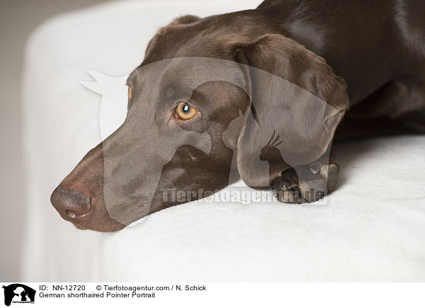 German shorthaired Pointer Portrait / NN-12720