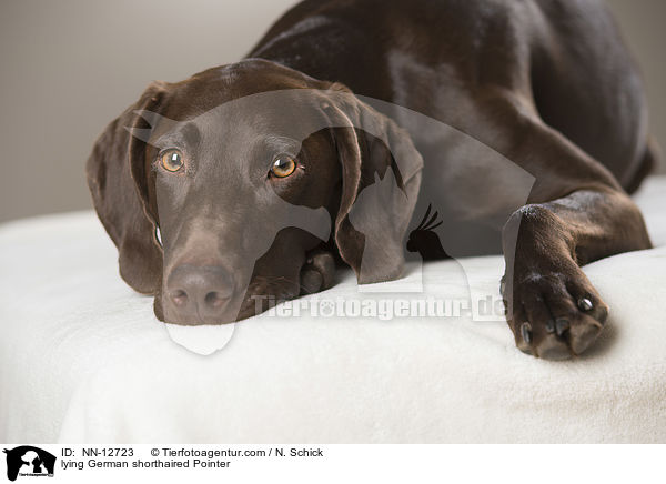 lying German shorthaired Pointer / NN-12723
