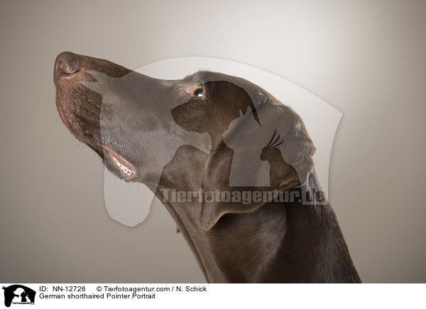 German shorthaired Pointer Portrait / NN-12726
