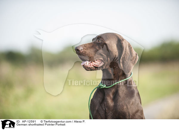 German shorthaired Pointer Portrait / AP-12591