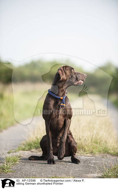 sitting German shorthaired Pointer / AP-12596