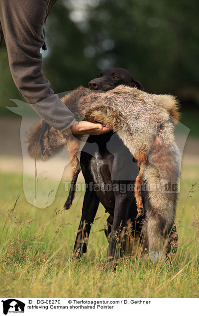 retrieving German shorthaired Pointer / DG-08270