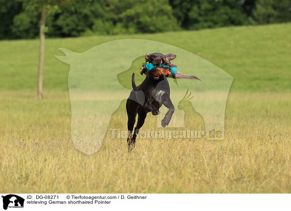 retrieving German shorthaired Pointer / DG-08271