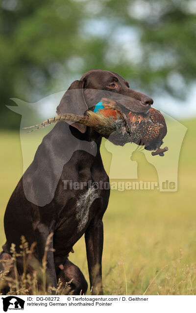 retrieving German shorthaired Pointer / DG-08272