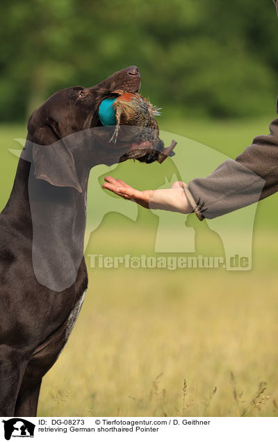 retrieving German shorthaired Pointer / DG-08273