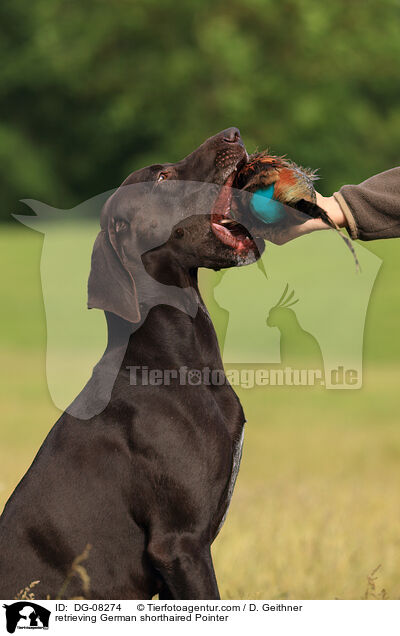 retrieving German shorthaired Pointer / DG-08274