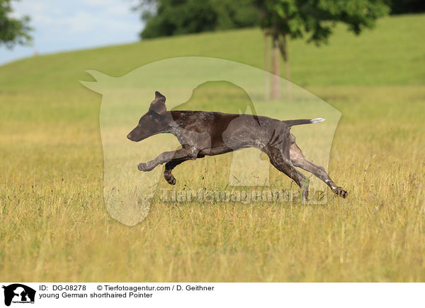 young German shorthaired Pointer / DG-08278